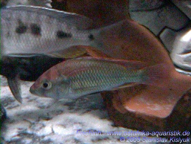 männliches Haplochromis sp. "Flameback"