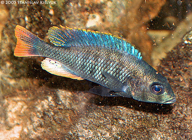 Haplochromis sp. "red tail sheller"